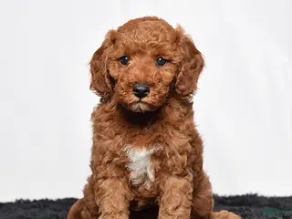 Mini Goldendoodle dogs for sale: Rio - Ad 3