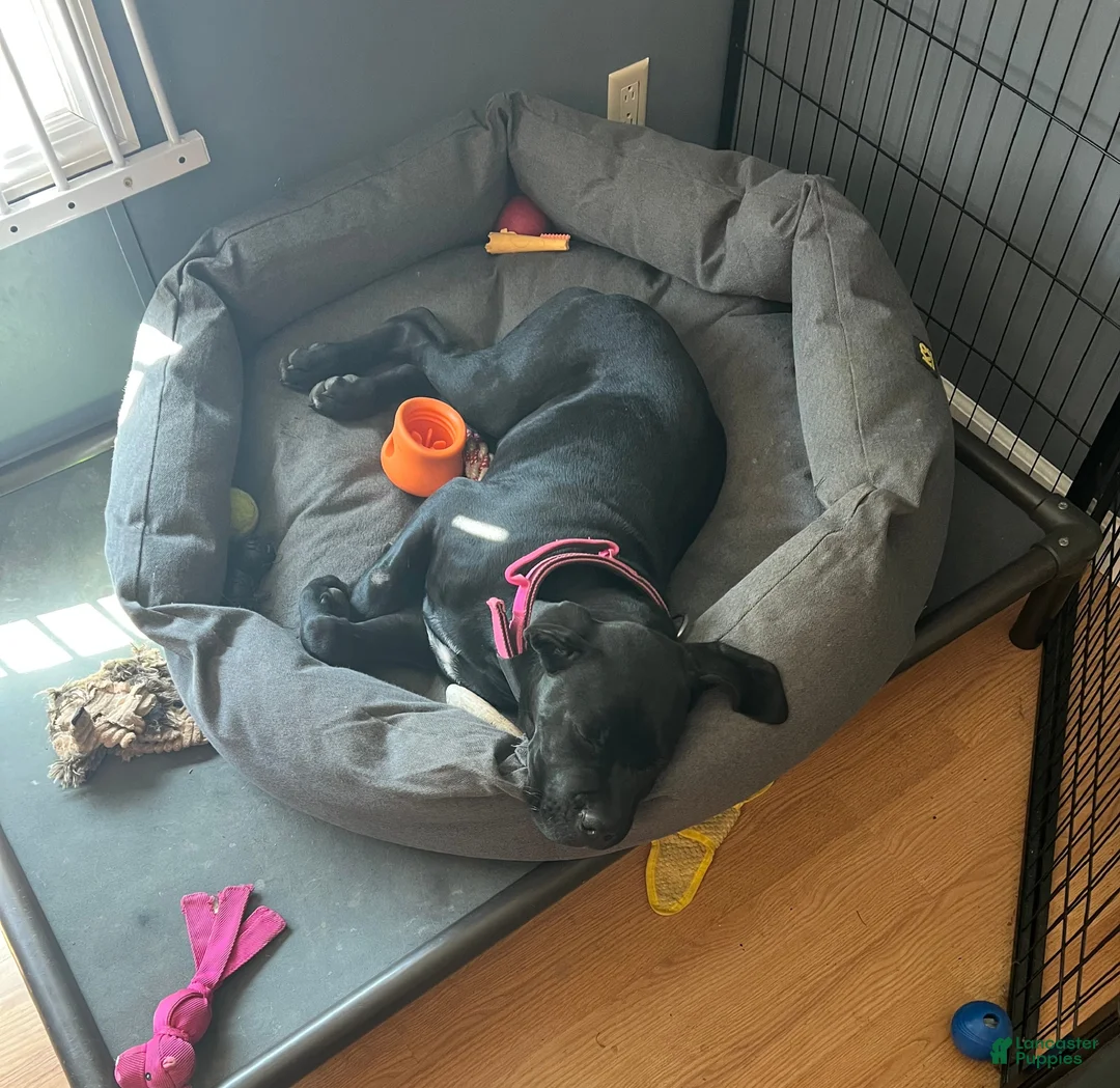 Cane Corso dogs for sale: Cane Corso Puppy 2 - Ad 1