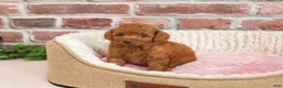 Cavapoo dogs for sale: Cupcake - Ad 3