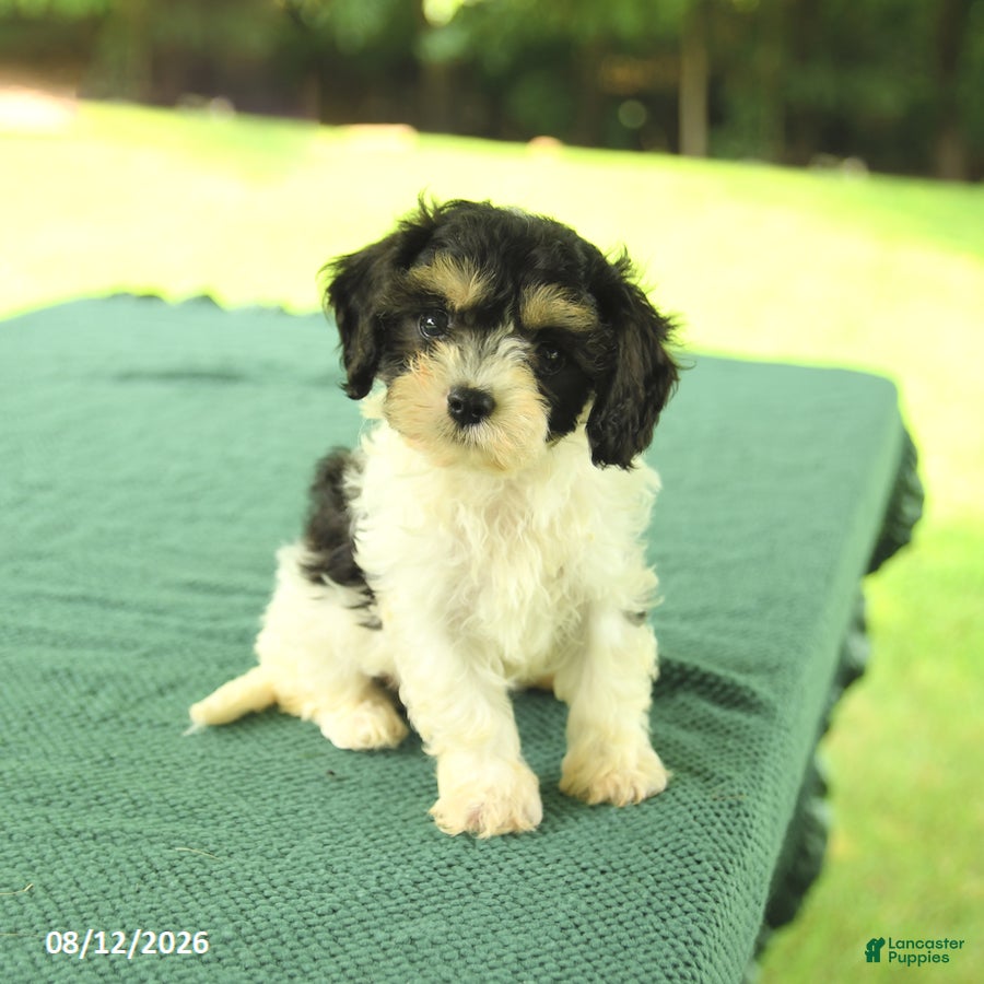 Cavapoo dogs Max - Ad 1