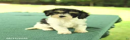 Cavapoo dogs for sale: Max - Ad 1