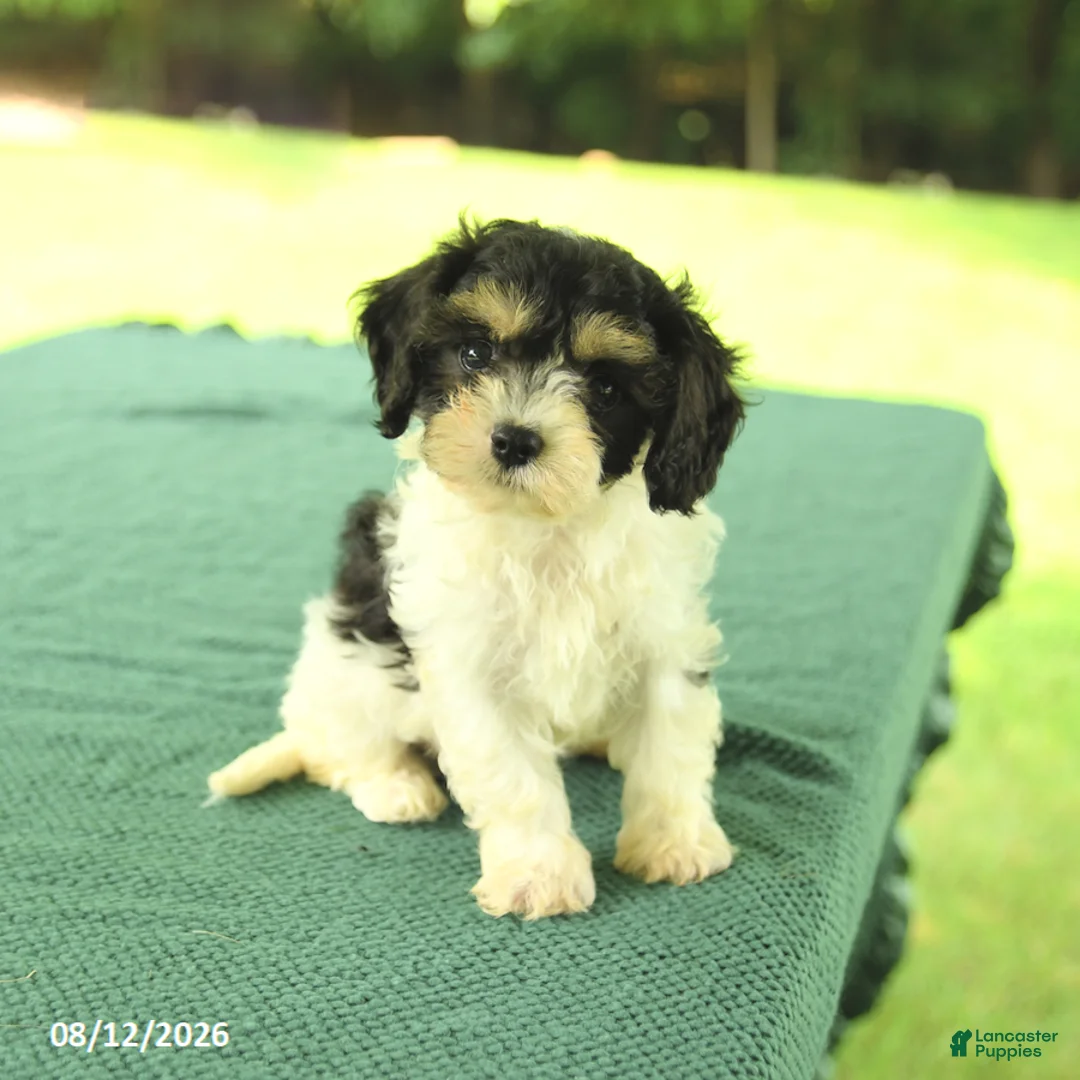 Cavapoo dogs for sale: Max - Ad 1