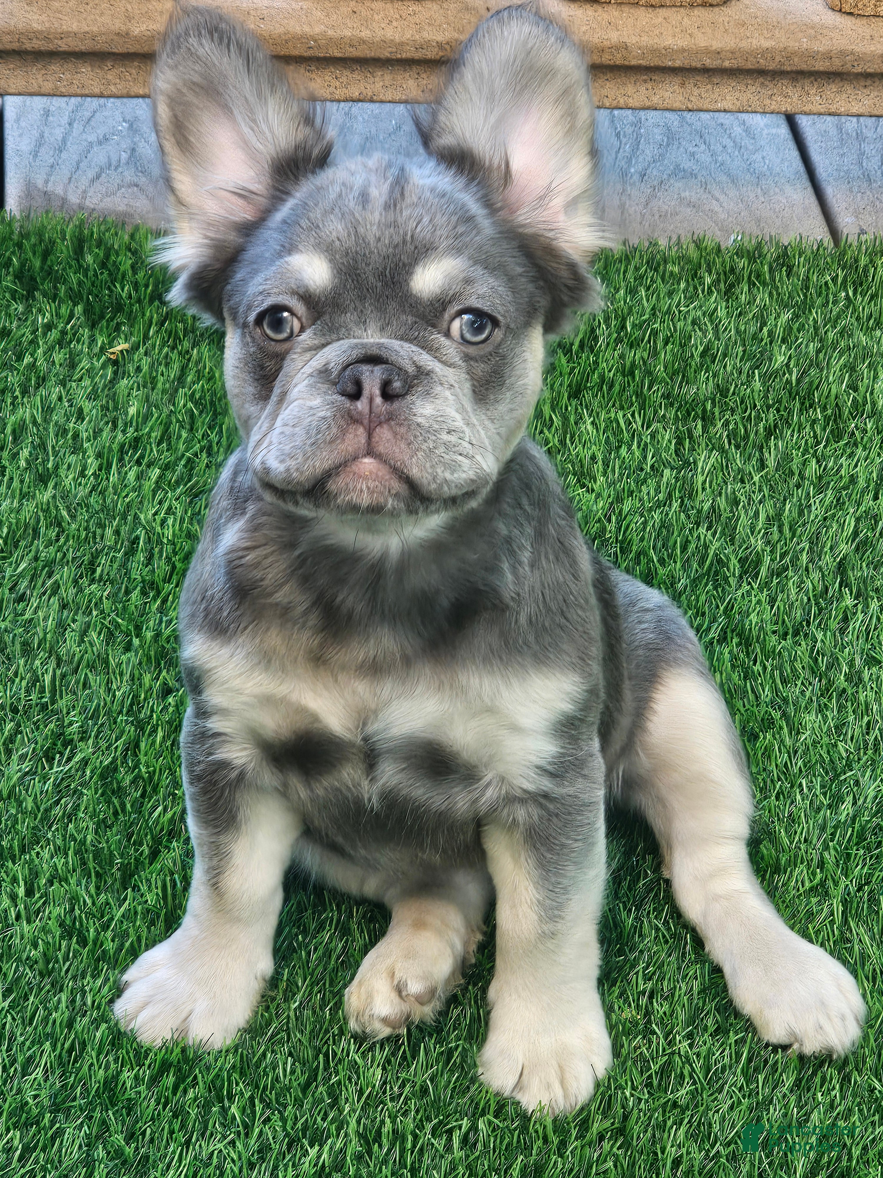 French Bulldog dogs French Bulldog 1 - Ad 28