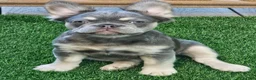 French Bulldog dogs for sale: French Bulldog 1 - Ad 1