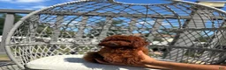 Toy Poodle dogs for sale: Toy Poodle Chinese bloodline  - Ad 3