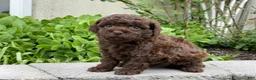 Miniature Poodle dogs for sale: Amy Sue Miniature Poodle Puppy  - Ad 2