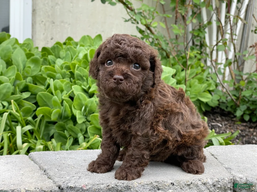 Miniature Poodle dogs for sale: Amy Sue Miniature Poodle Puppy  - Ad 2