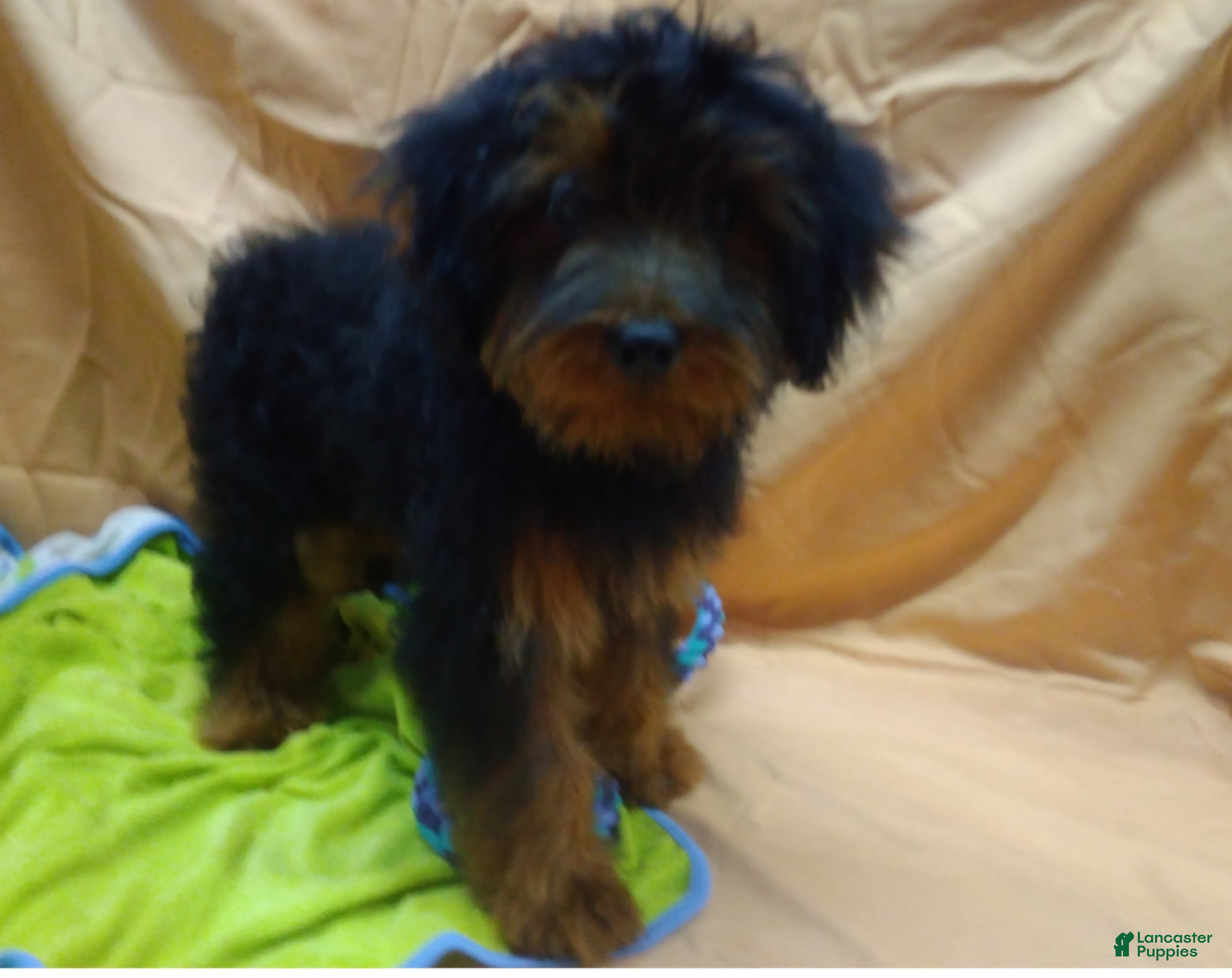 Yorkiepoo dogs for sale: Buddyboy - Ad 1