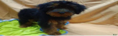 Buddyboy