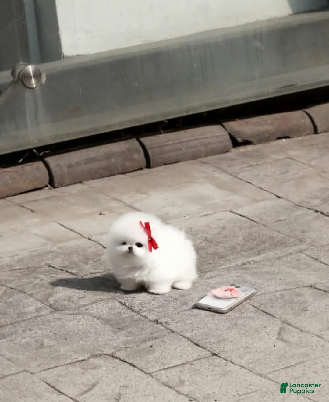 Pomeranian dogs for sale: Pomeranian Puppy 1 - Ad 1