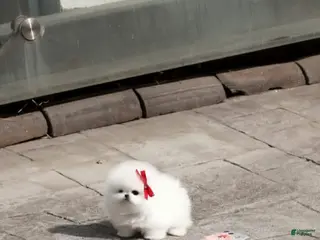 Pomeranian dogs Pomeranian Puppy 1 - Ad 10