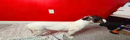 Mixed Breed dogs for sale: Mixed Breed 3 - Ad 11