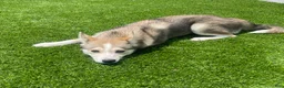 Alaskan Klee Kai dogs for sale: Vermithor (The Bronze Fury) - Ad 4