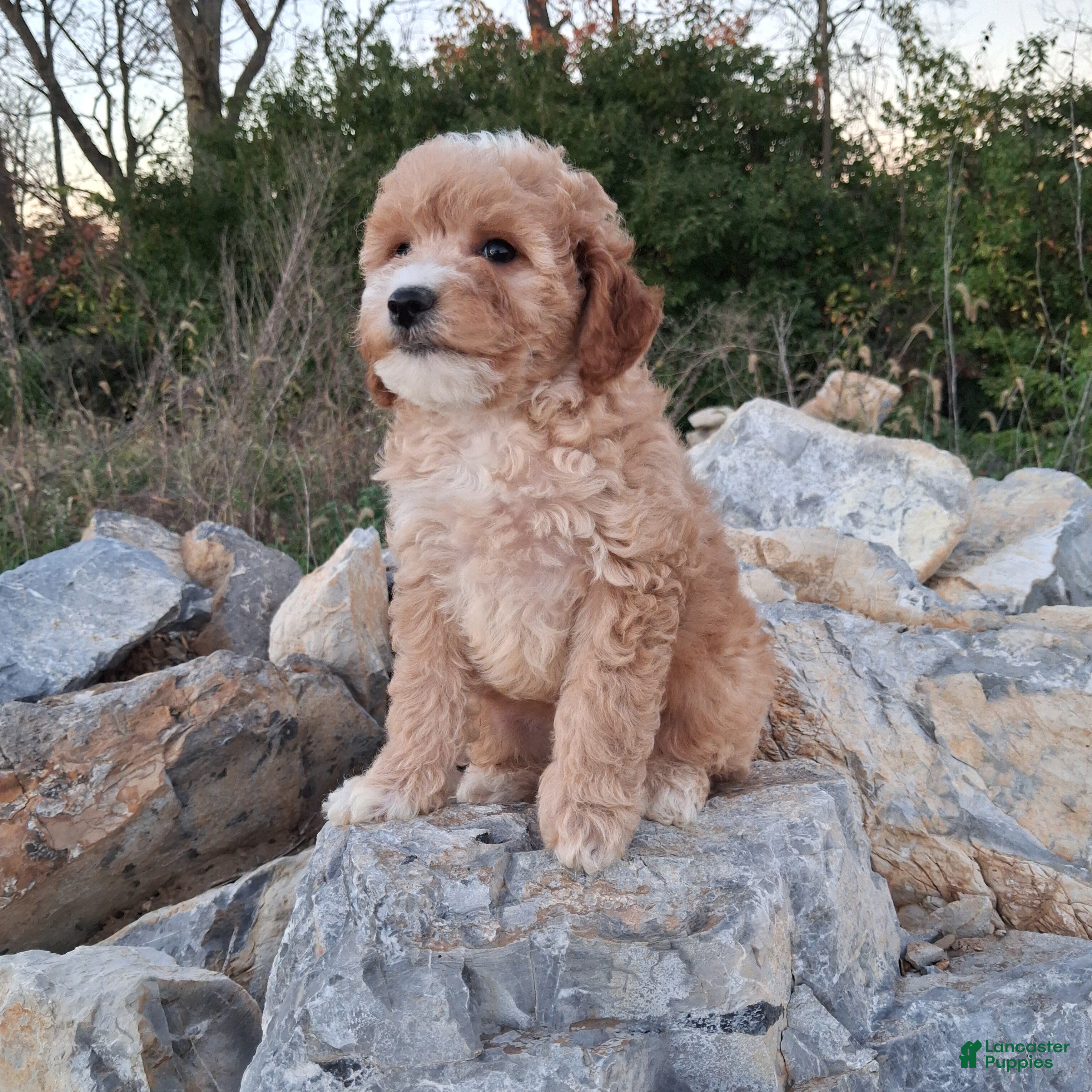 Miniature Poodle dogs Zinna - Ad 2