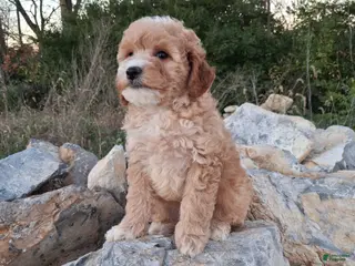 Miniature Poodle dogs Zinna - Ad 2