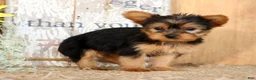 Morkie dogs for sale: Opal - Ad 9