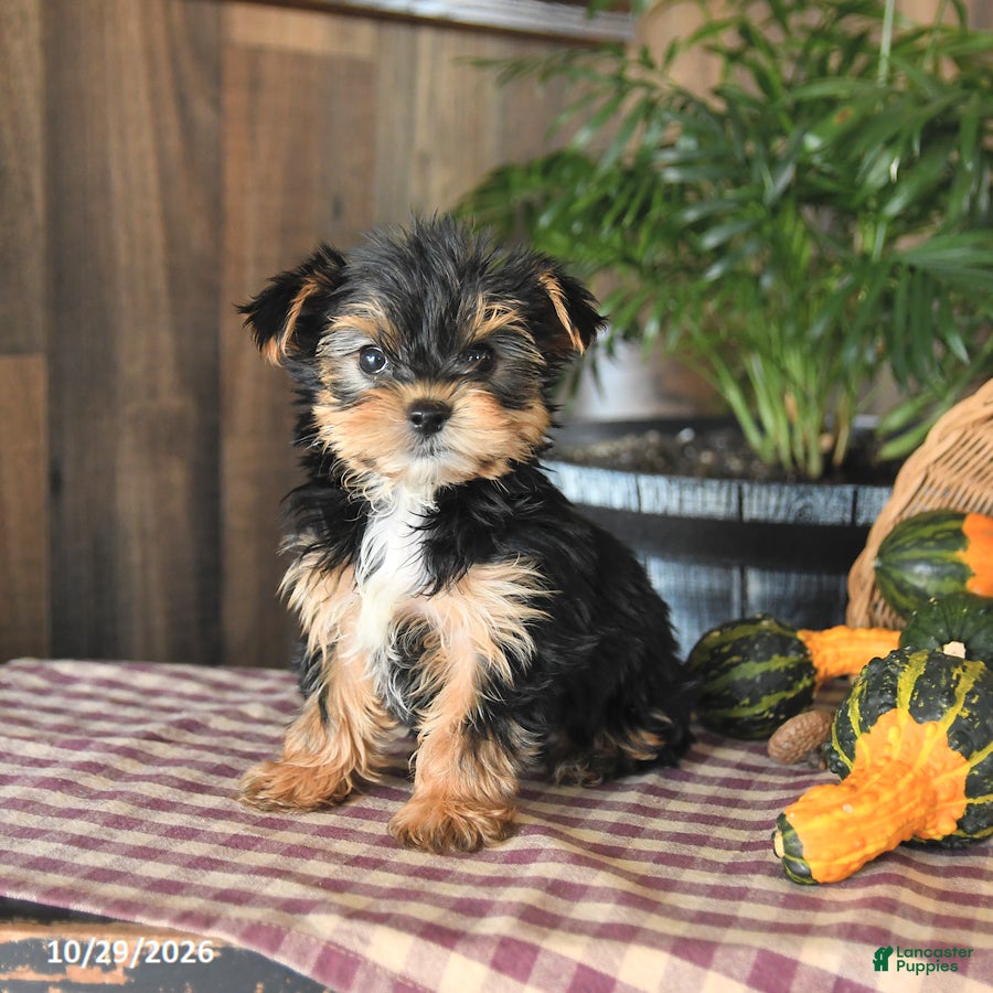 Yorkshire Terrier dogs for sale: Devin - Ad 1