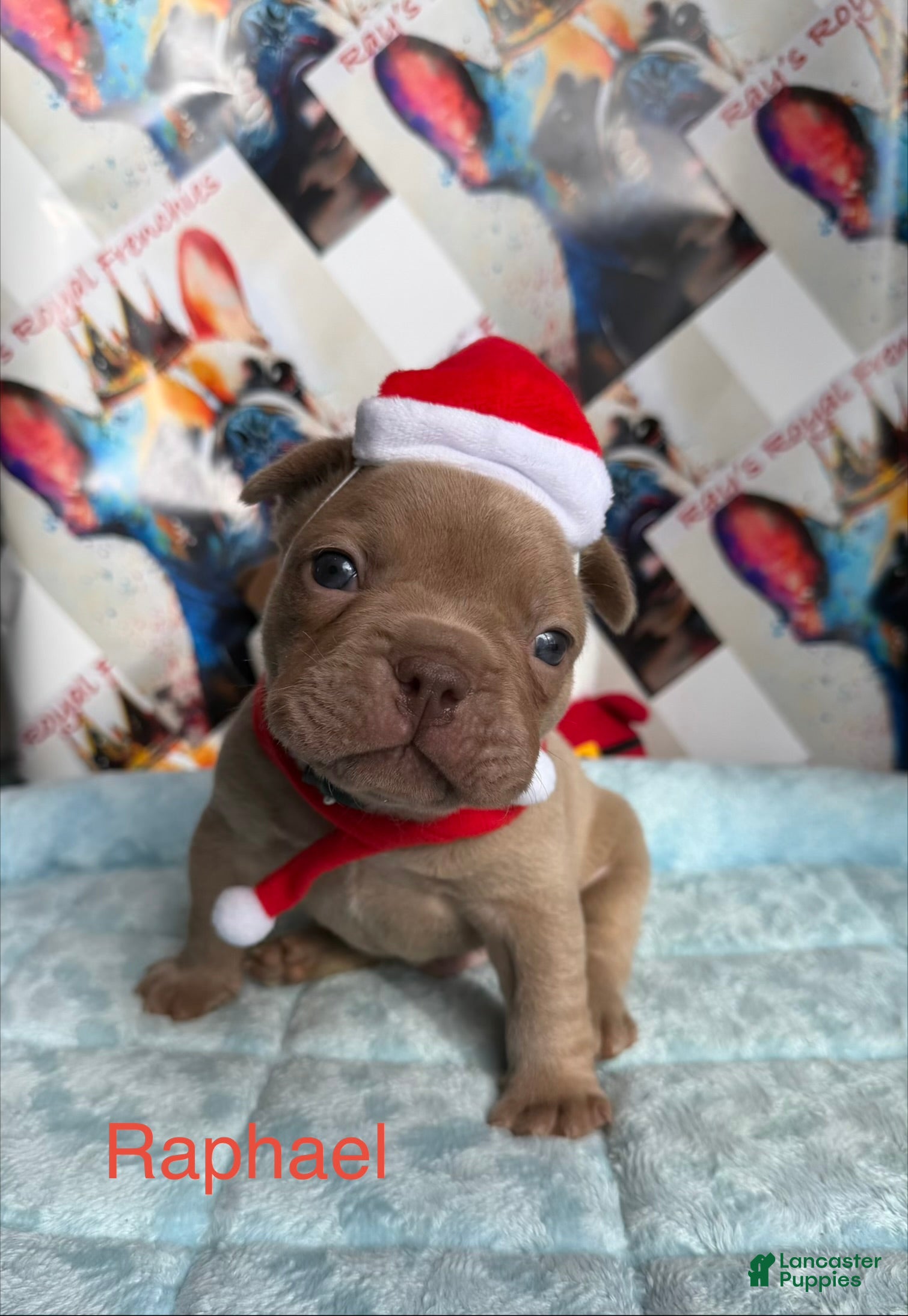 French Bulldog dogs Raphael - Ad 5