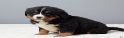 Bernese Mountain Dog dogs for sale: Franky - Ad 4