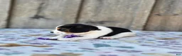 Beaglier dogs for sale: Bella - Ad 6