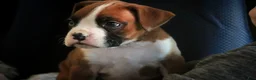 Boxer dogs for sale: Fred - Ad 5
