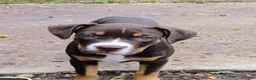 Staffordshire Bull Terrier dogs for sale: XL bully - Ad 11
