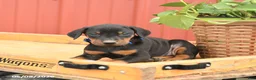 Doberman Pinscher dogs for sale: Royal - Ad 4
