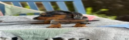 Miniature Dachshund dogs for sale: Tucker - Ad 7