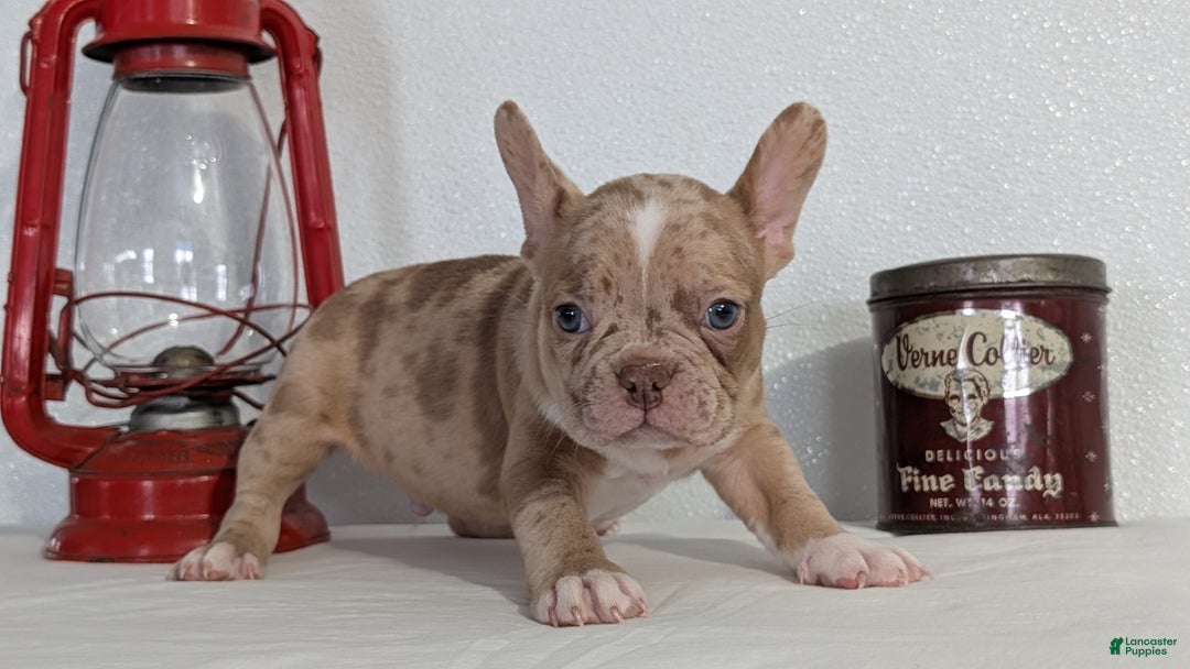 Frenchton dogs for sale: Lance - Ad 9