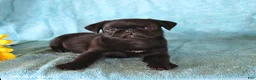 Pug dogs for sale: Spot - Ad 3