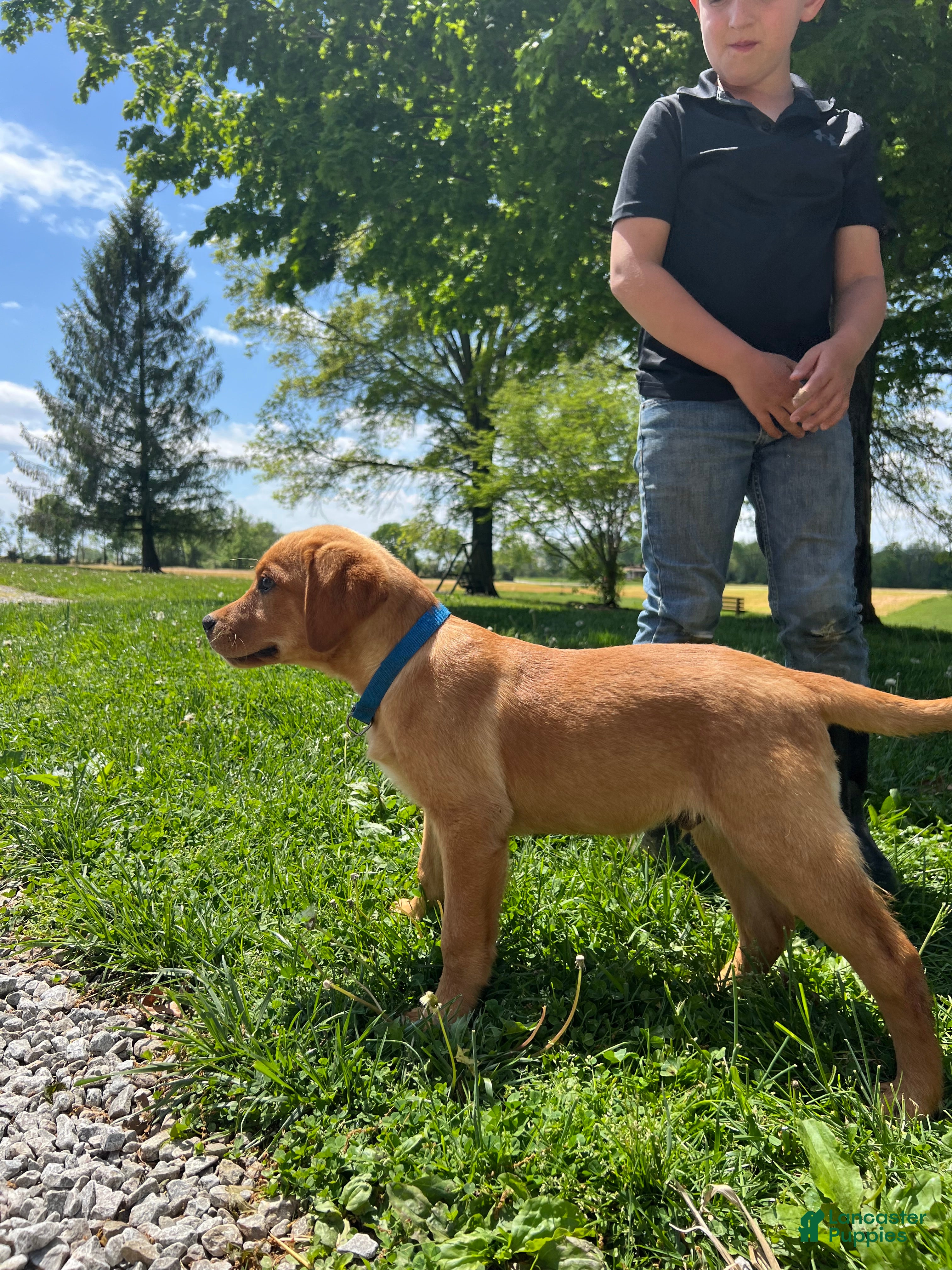 Labrador Retriever dogs Max - Ad 35