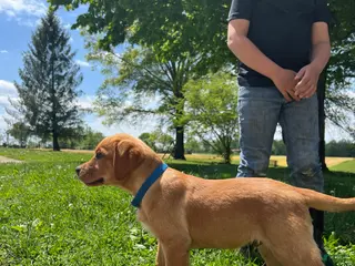 Labrador Retriever dogs Max - Ad 35