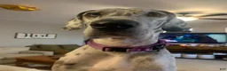 Great Dane dogs for sale: Hank - Ad 5