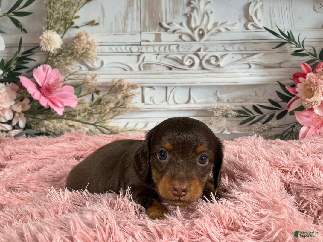 Miniature Dachshund dogs for sale: AKC-Porter - Ad 9