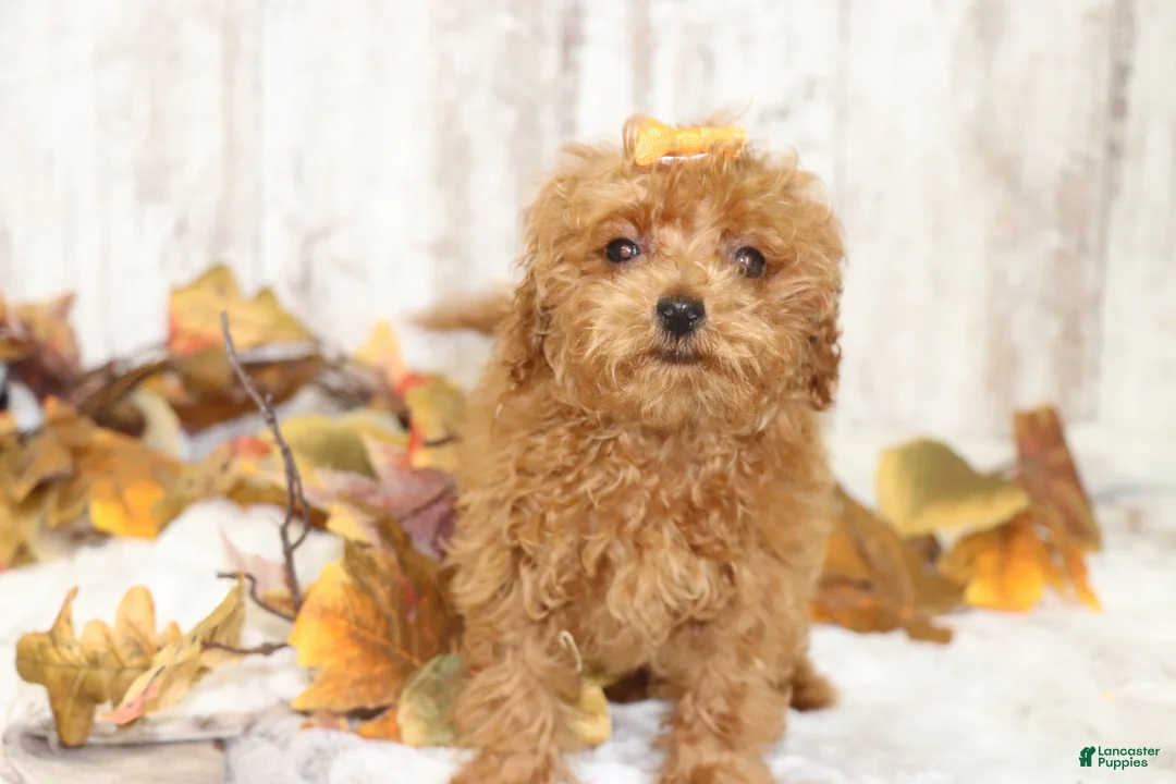 Miniature Poodle dogs for sale: Quartz  - Ad 2