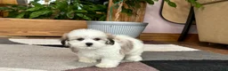 Mixed Breed dogs for sale: Lhasa/Maltese female 2 - Ad 16