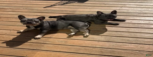 Kash