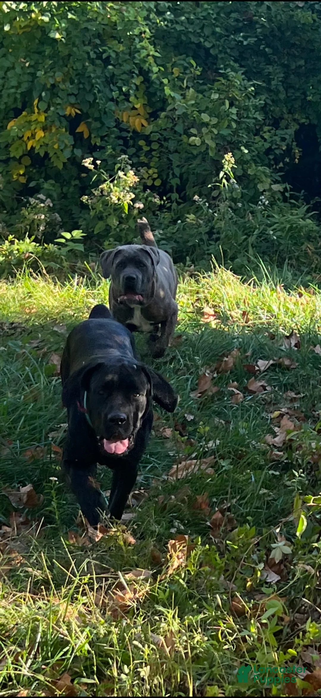 Cane Corso dogs for sale: Cane Corso 2 - Ad 2