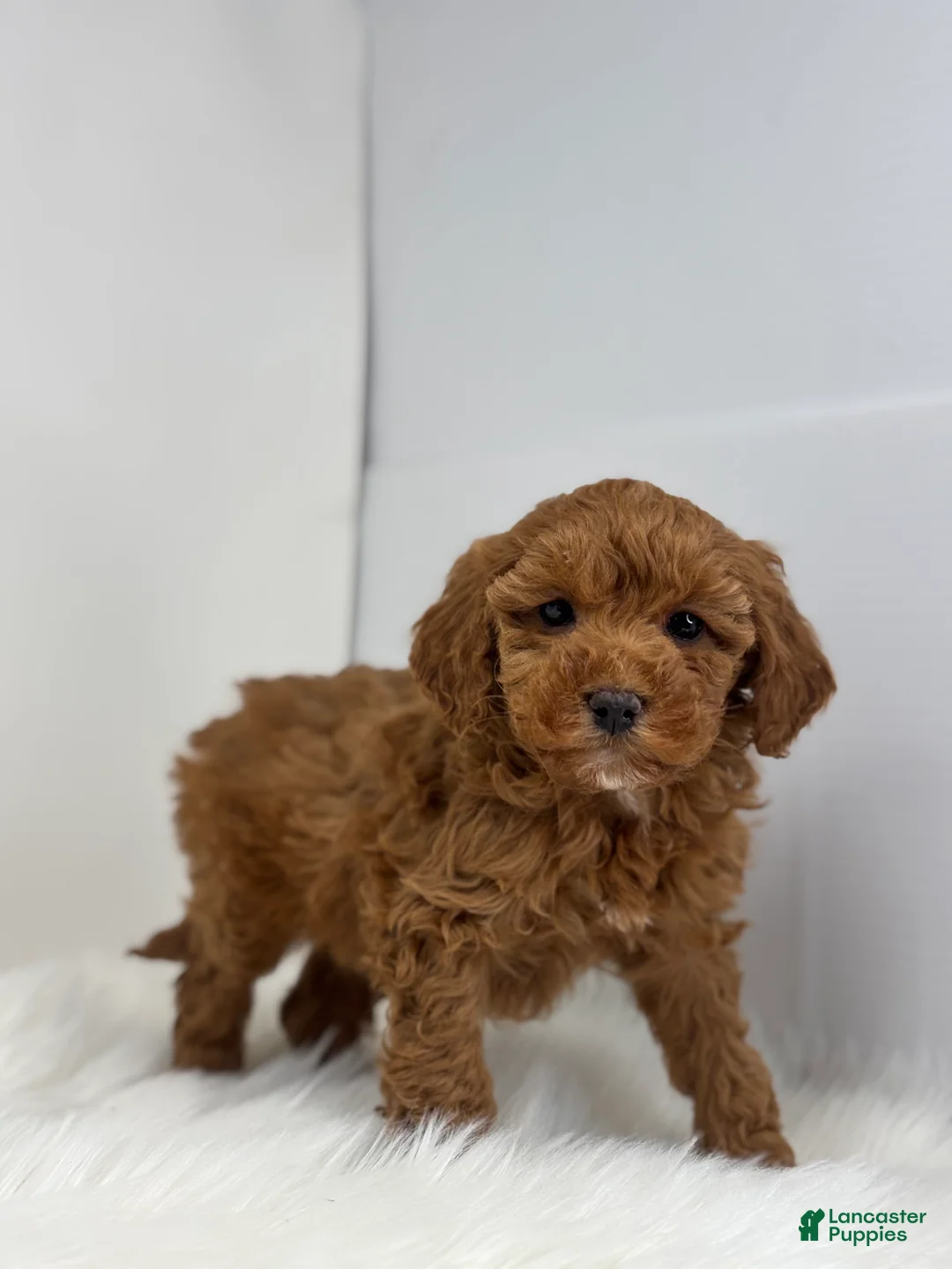 Mini Goldendoodle dogs for sale: Gretchen  - Ad 2