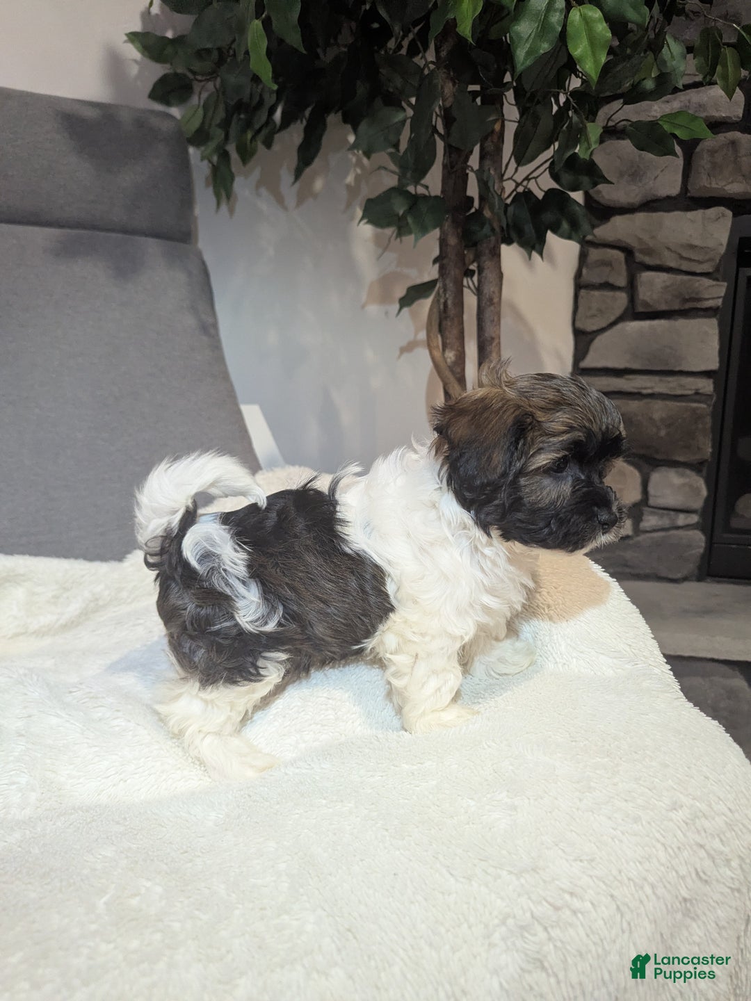 Havanese dogs for sale: Braxton  - Ad 1