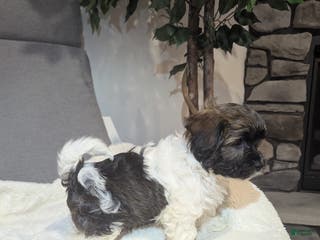 Havanese dogs Braxton - Ad 29