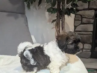 Havanese dogs Braxton - Ad 37