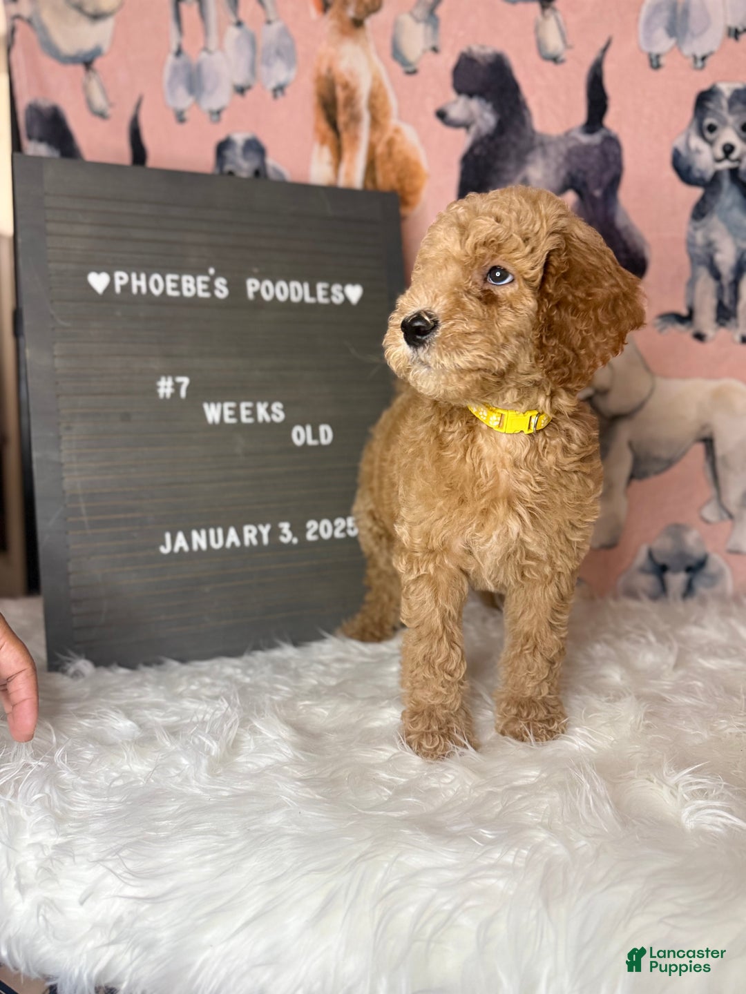 Standard Poodle dogs for sale: Standard Poodle Puppy 2 - Ad 4
