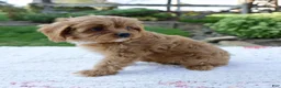 Cavapoo dogs for sale: Everly - Ad 7