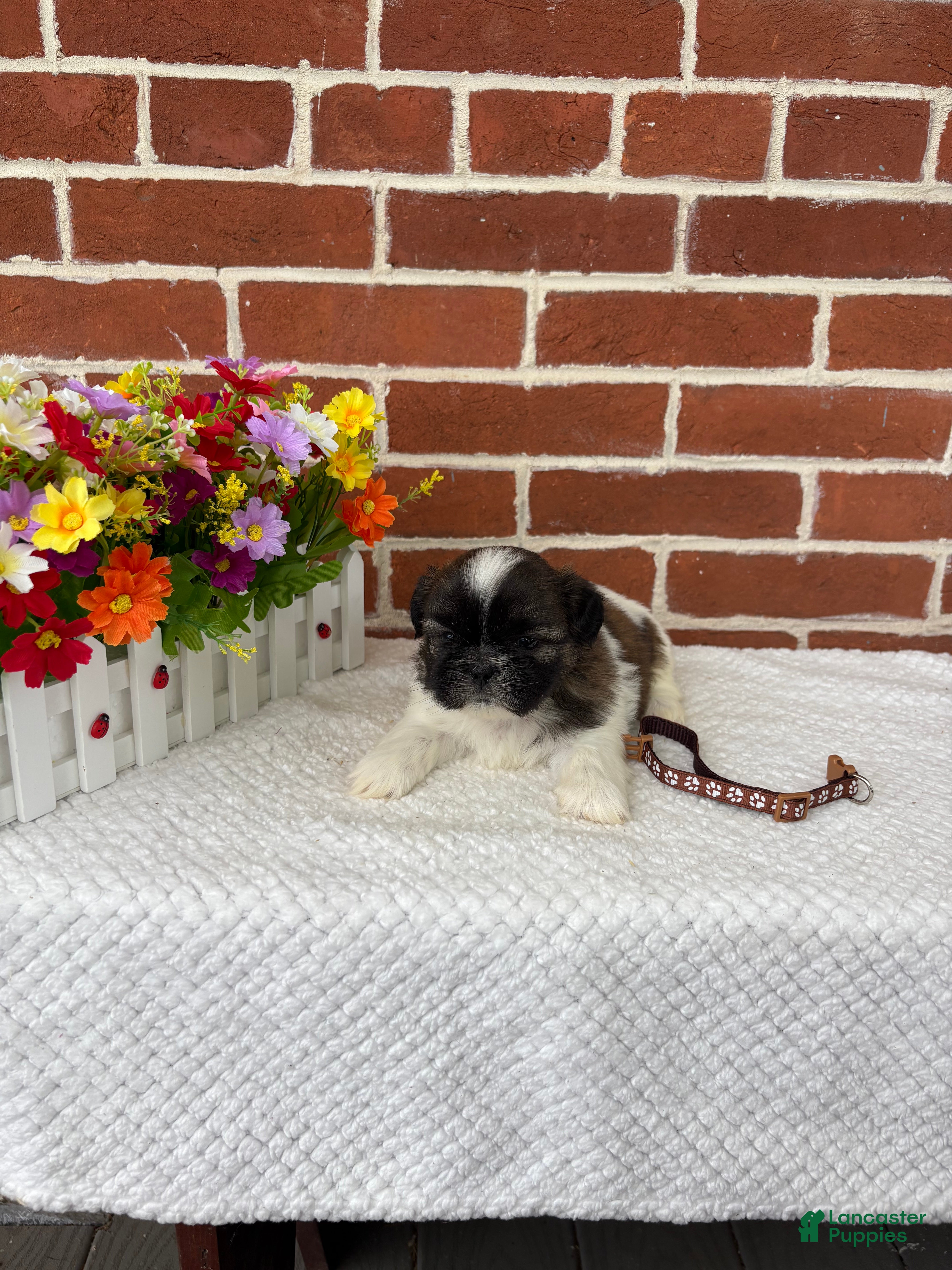 Shih Tzu dogs for sale: Linus - Ad 6