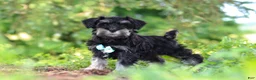 Miniature Schnauzer dogs for sale: Hunter - Ad 4
