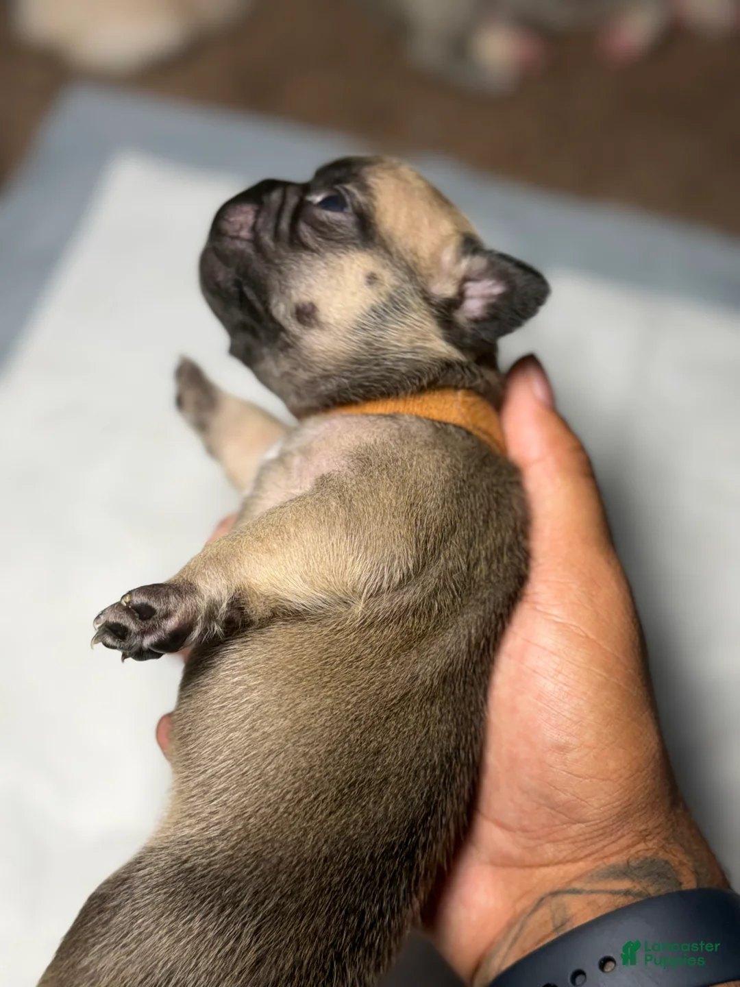 French Bulldog dogs for sale: CoCo - Ad 2