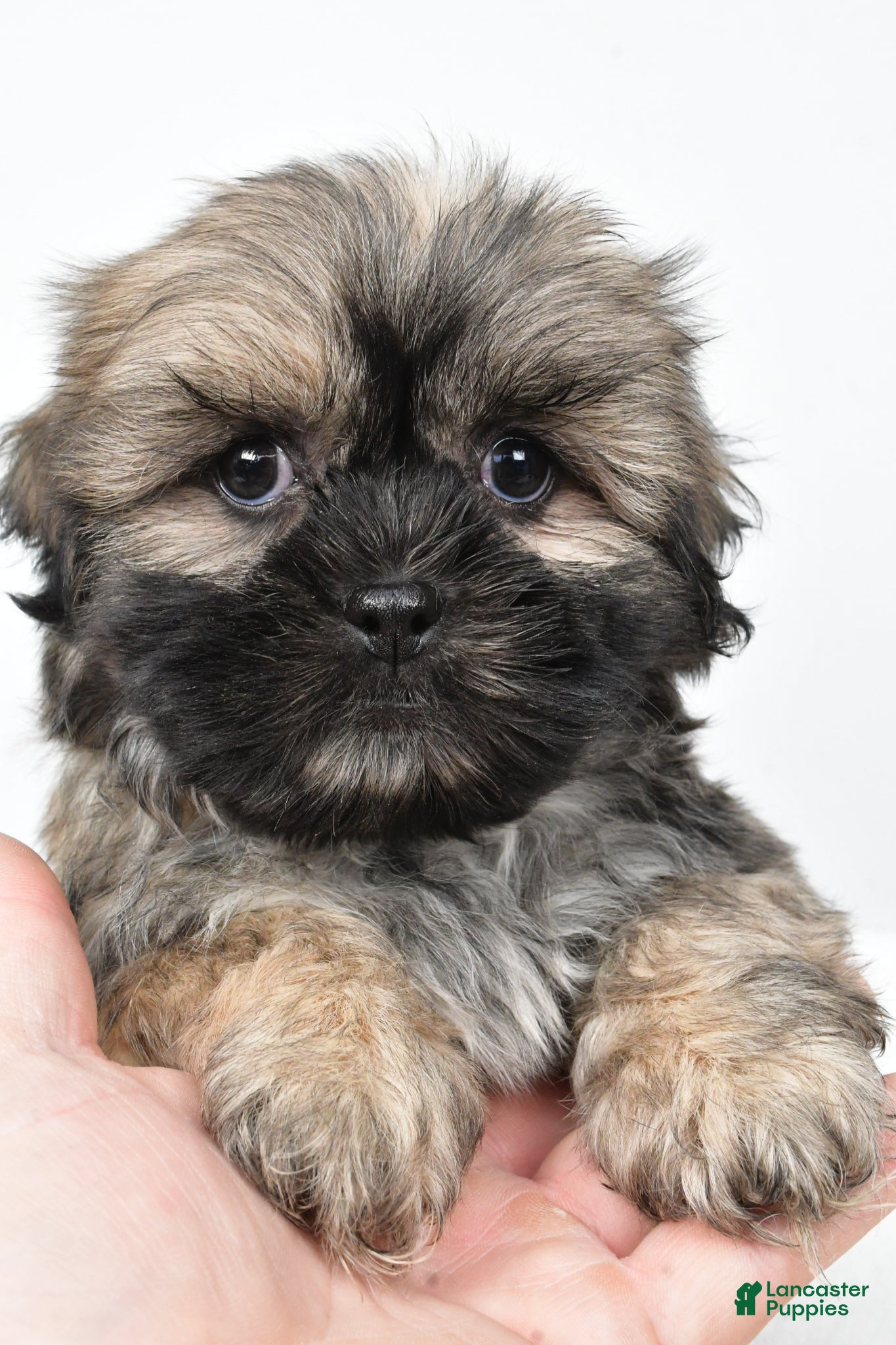 Teddy Bear dogs Domino - Ad 1