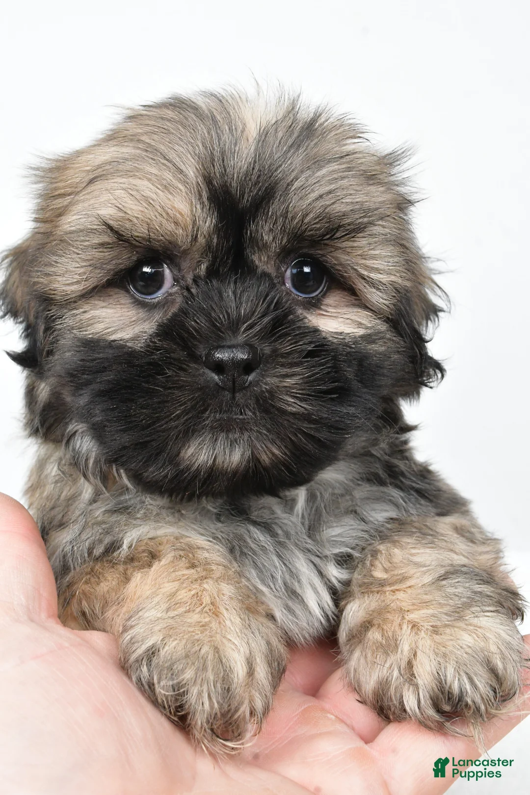 Teddy Bear dogs for sale: Domino - Ad 1