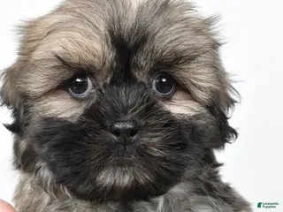 Teddy Bear dogs for sale: Domino - Ad 1